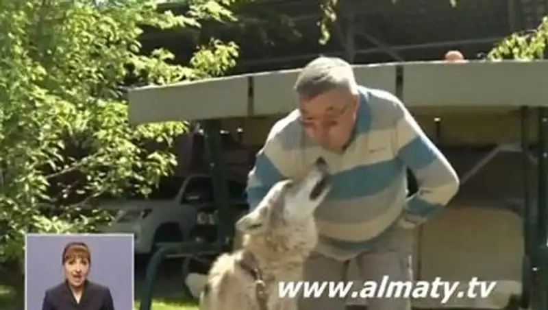 В домах алматинцев появились волки