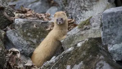 ohota.guru, фото - Новости Zakon.kz от 14.05.2020 11:52