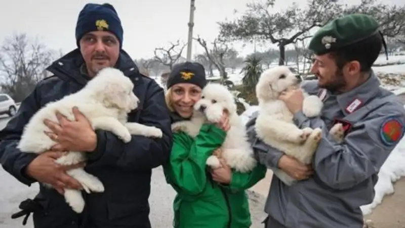 В Италии спасли трех щенков из заваленного лавиной отеля