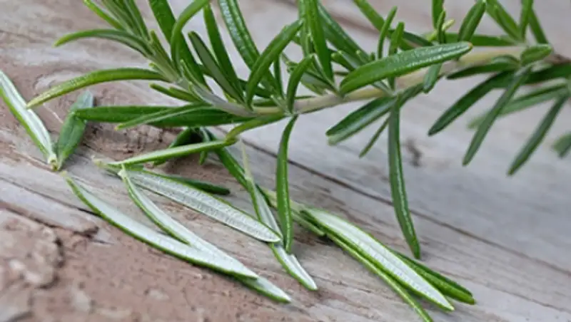 Названо улучшающее память эфирное масло