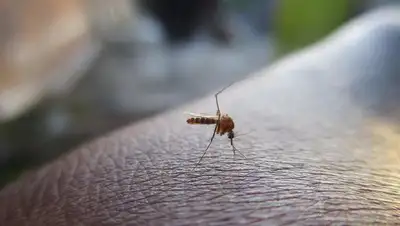 Каких людей кусают комары, фото - Новости Zakon.kz от 19.06.2022 06:15