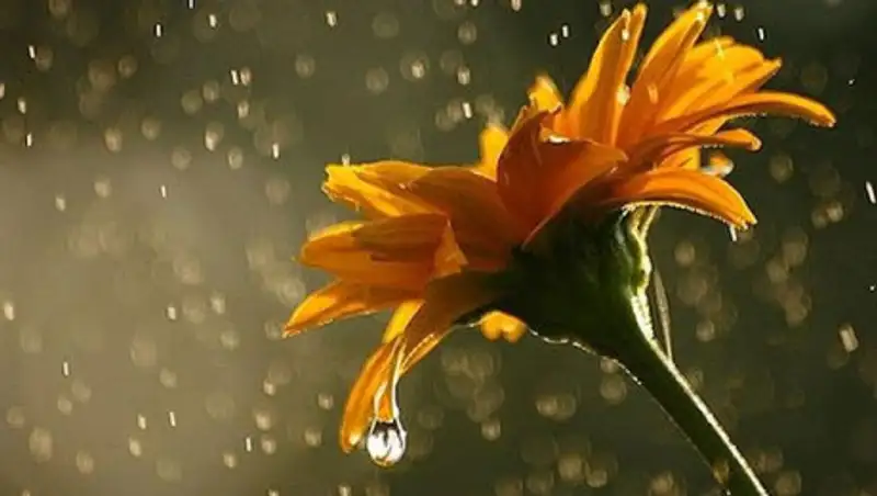 15 июня на большей части Казахстана пройдут дожди с грозами