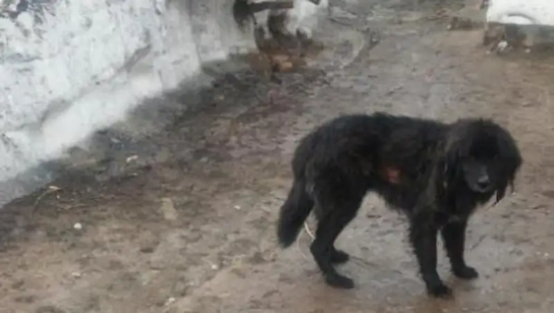 В Кыргызстане собака выжила после 44 дней под снежной лавиной