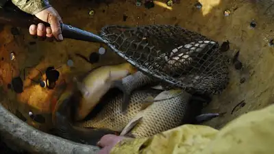 СКО, заражение, фото - Новости Zakon.kz от 08.07.2022 16:19