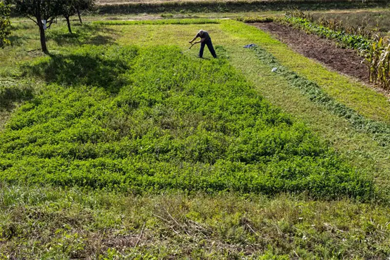 Урожай 2013, фото - Новости Zakon.kz от 07.11.2013 19:46