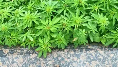 Zakon.kz, фото - Новости Zakon.kz от 25.05.2015 17:18