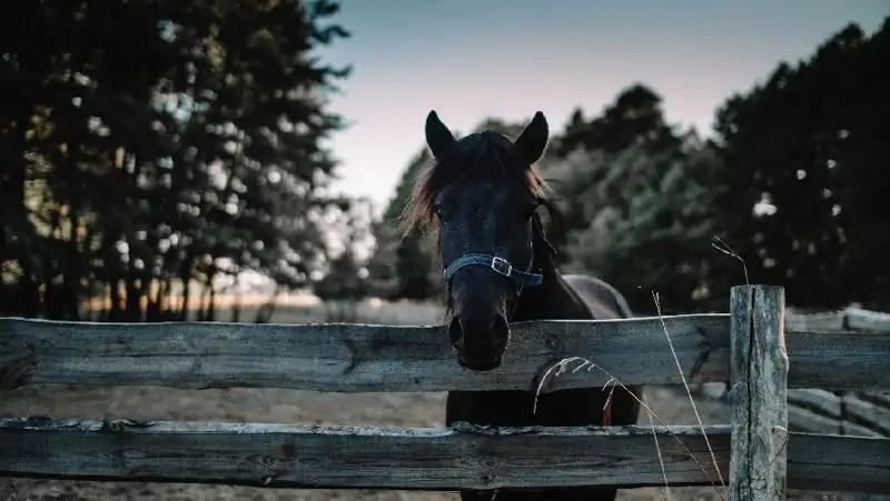 Остались в воде: спасение лошадей в Актюбинской области попало на видео