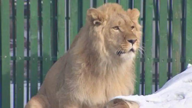 Льва, найденного в крестьянском хозяйстве Алматы, могут забрать в шымкентский зоопарк