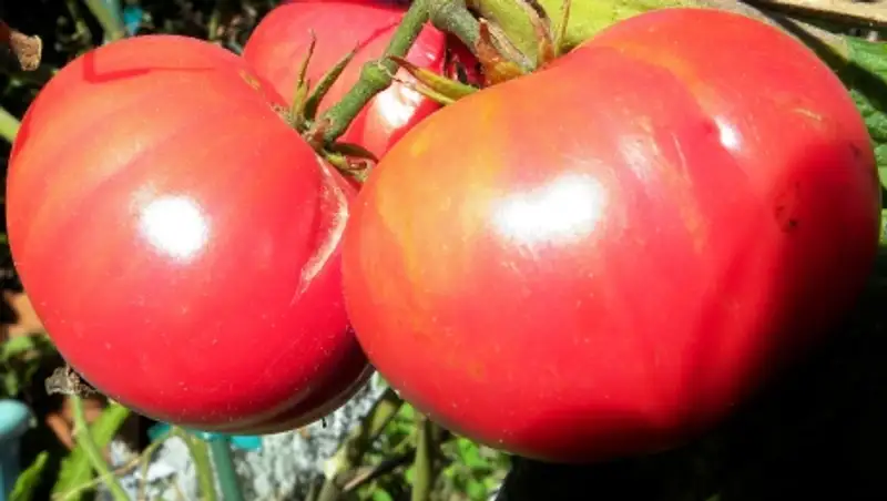 Генетики нашли способ выращивать гигантские фрукты и овощи