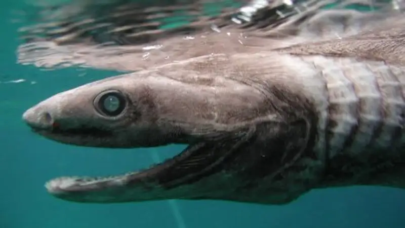 В Португалии поймана доисторическая акула