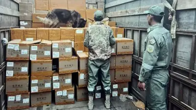 Крупную партию сигарет пытались незаконно вывезти из Казахстана , фото - Новости Zakon.kz от 18.05.2023 17:29