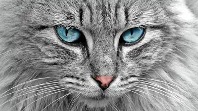 Ученые доказали способность кошек светиться в темноте, фото - Новости Zakon.kz от 04.10.2023 14:49