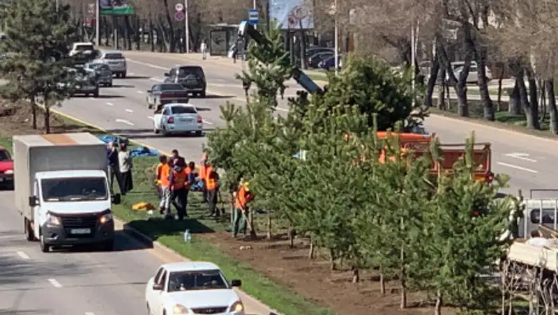 На проспекте аль-Фараби в Алматы начали высаживать деревья