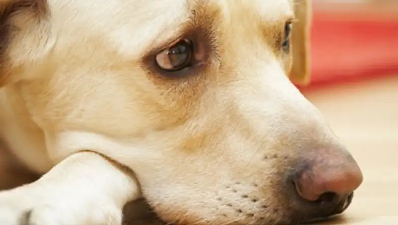 Брошенная в аэропорту собака умерла от тоски по хозяину