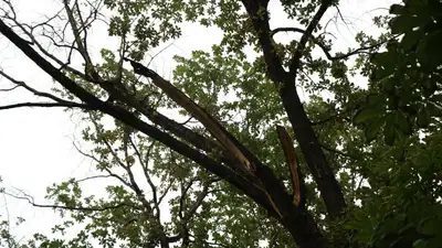 В парке Алматы дерево упало на летник, фото - Новости Zakon.kz от 09.06.2023 12:48