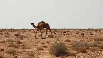 Zakon.kz, фото - Новости Zakon.kz от 10.10.2017 17:24