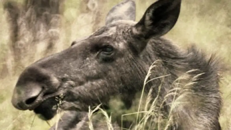 Военнослужащие внутренних войск  МВД РК застрелили редкого лося, которых в регионе всего 38