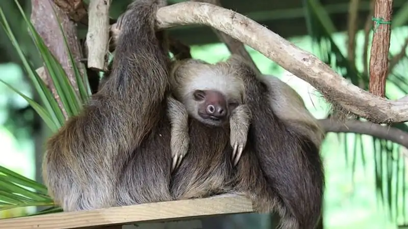 Эксперт: Лень положительно влияет на креативность и уровень стресса