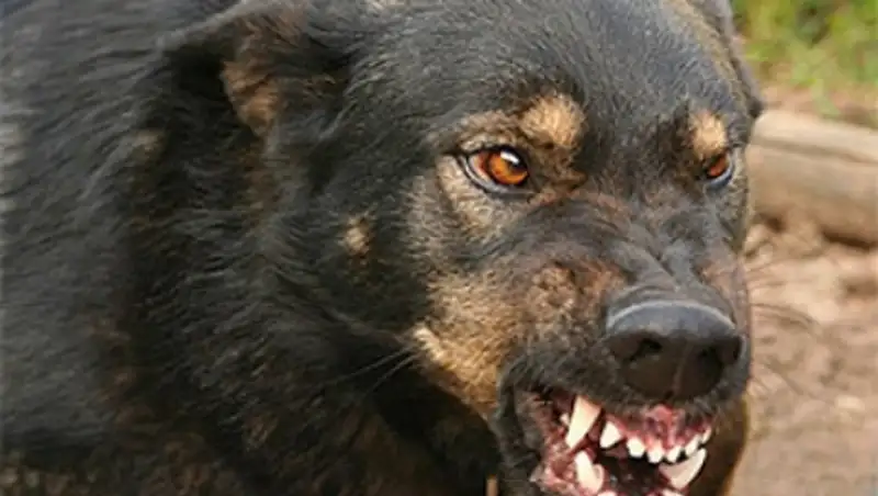 В Шымкенте собака насмерть загрызла женщину