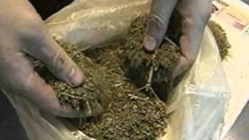 Более 75 килограмм марихуаны изъято полицейскими Алматинской области, фото - Новости Zakon.kz от 09.11.2013 19:04