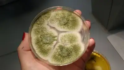 csn-tv.ru, фото - Новости Zakon.kz от 17.05.2021 14:11