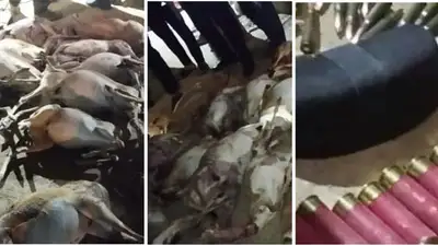 У браконьера в Мангистау изъяли 17 туш джейранов, фото - Новости Zakon.kz от 06.08.2023 19:50