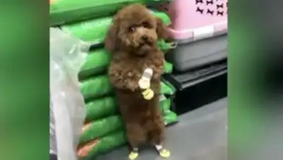 iz.ru, фото - Новости Zakon.kz от 29.09.2018 20:26