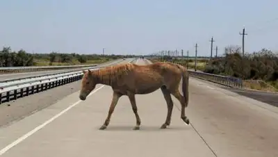 Turan times, фото - Новости Zakon.kz от 24.09.2020 18:12