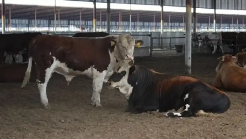 В ЗКО на борьбу с бруцеллезом выделено 659 млн тенге