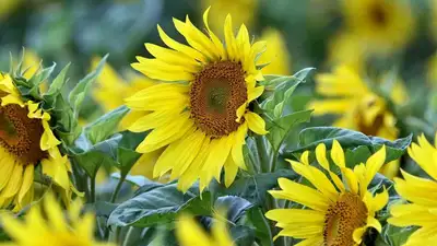 подсолнухи, фото - Новости Zakon.kz от 23.08.2023 06:14