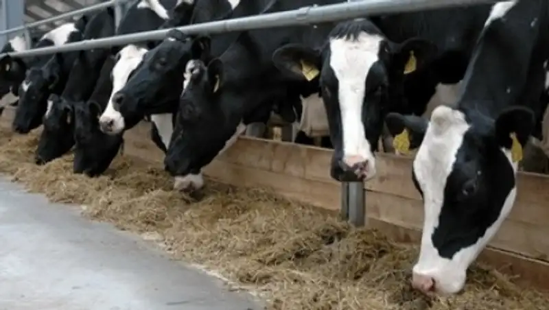 В ВКО будет построено и реконструировано 37 молочно-товарных ферм