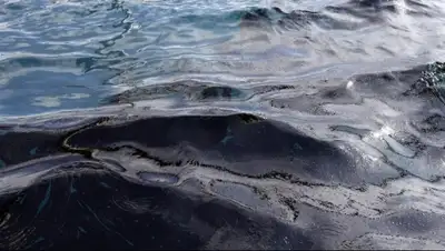 Zakon.kz, фото - Новости Zakon.kz от 16.04.2015 01:58