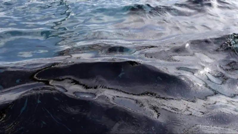 Власти Испании: в районе затопления траулера "Олег Найденов" обнаружены пятна топлива