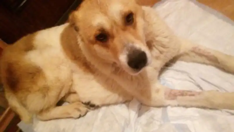 В Усть-Каменогорске спасли овчарку над которой издевались живодеры