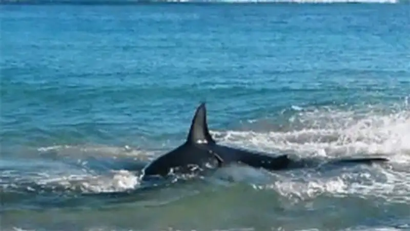 Акула откусила серфингисту руки у берегов Австралии