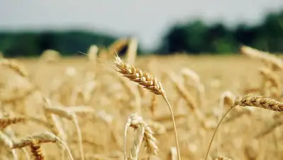 пшеница, фото - Новости Zakon.kz от 24.09.2022 11:47