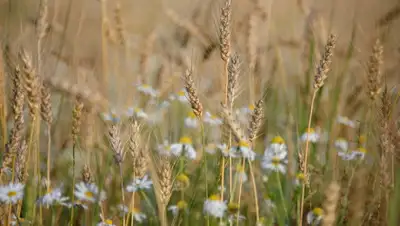 Pixabay, фото - Новости Zakon.kz от 25.08.2019 07:10