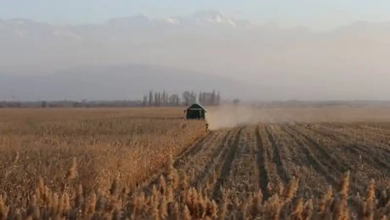 Порядка 77 тыс. тонн дизтоплива выделено на уборку урожая в Акмолинской области
