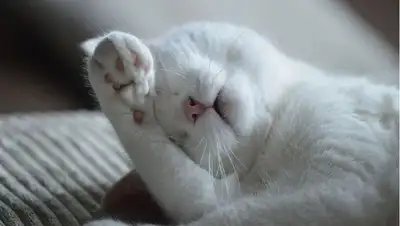 царапина укусы кошки, фото - Новости Zakon.kz от 07.05.2022 10:45