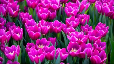 весна, тюльпаны, цветы , фото - Новости Zakon.kz от 01.04.2022 12:14