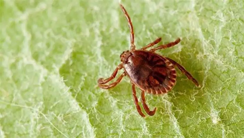 Чилийские ученые обнаружили новую бактерию