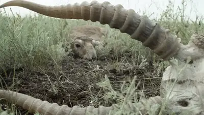 Zakon.kz, фото - Новости Zakon.kz от 08.06.2015 22:40