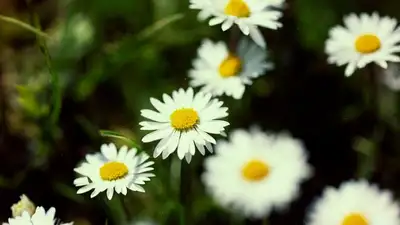 ромашки, фото - Новости Zakon.kz от 16.09.2023 09:10