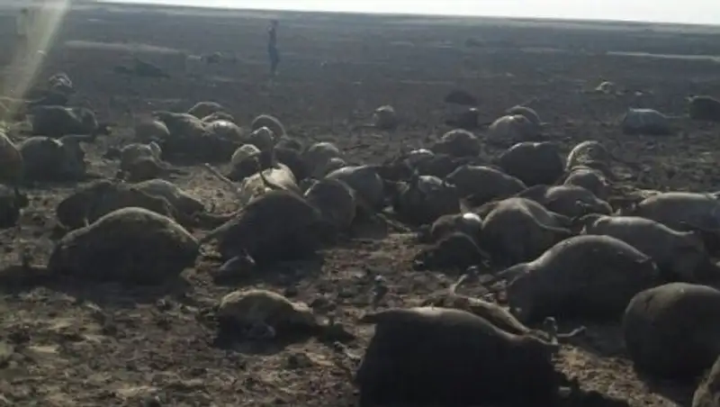 Полторы тысячи овец и пастух сгорели в Костанайской области