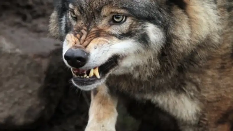 В ЗКО на ребенка напал волк