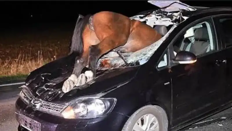 Три человека погибли в ЗКО при столкновении машины с лошадьми