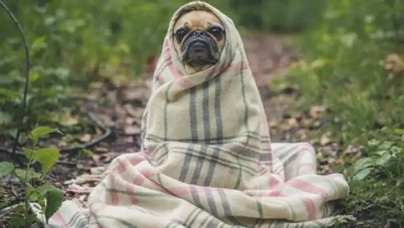 Заморозками пугают синоптики жителей нескольких регионов Казахстана