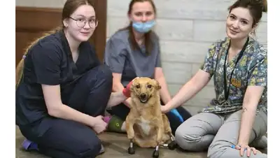 протезы, фото - Новости Zakon.kz от 20.02.2022 17:35