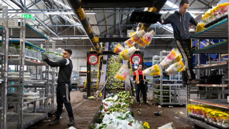 В Нидерландах уничтожили 400 млн цветов из-за коронавируса