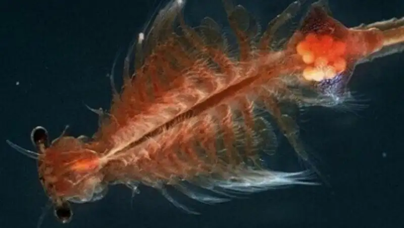 Двое сельчан оштрафованы за незаконный сбор редких рачков в СКО